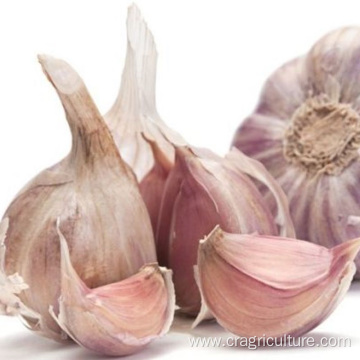 Garlic Planting Price For Sale